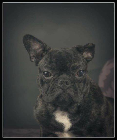 Pipkin the French Bulldog