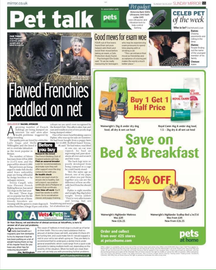 Newspaper ‘Pet Talk’ page featuring Pipkin under the headline ‘Flawed Frenchies peddled on net’